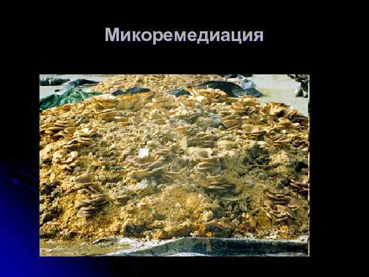 Микоремедиация 