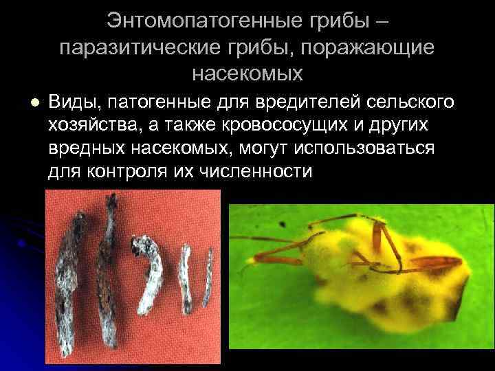 Энтомопатогенные грибы – паразитические грибы, поражающие насекомых l Виды, патогенные для вредителей сельского хозяйства,