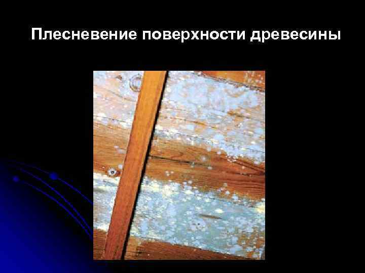 Плесневение поверхности древесины 
