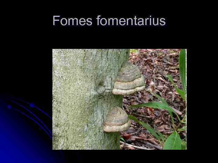 Fomes fomentarius 