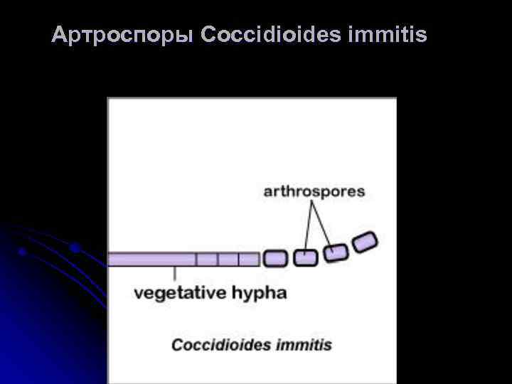 Артроспоры Coccidioides immitis 