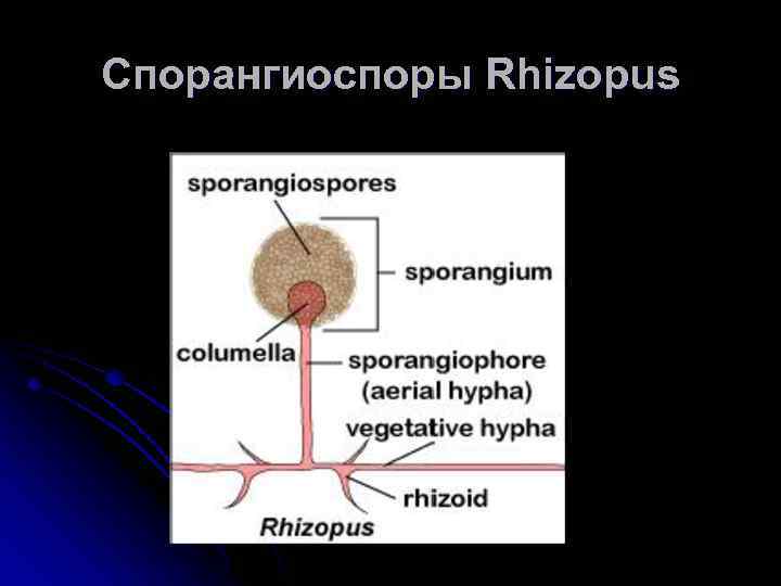 Спорангиоспоры Rhizopus 