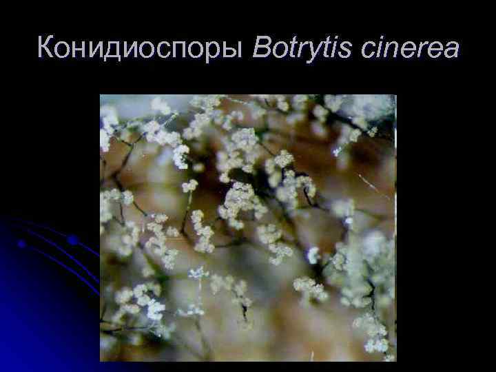 Конидиоспоры Botrytis cinerea 