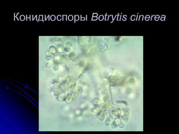 Конидиоспоры Botrytis cinerea 
