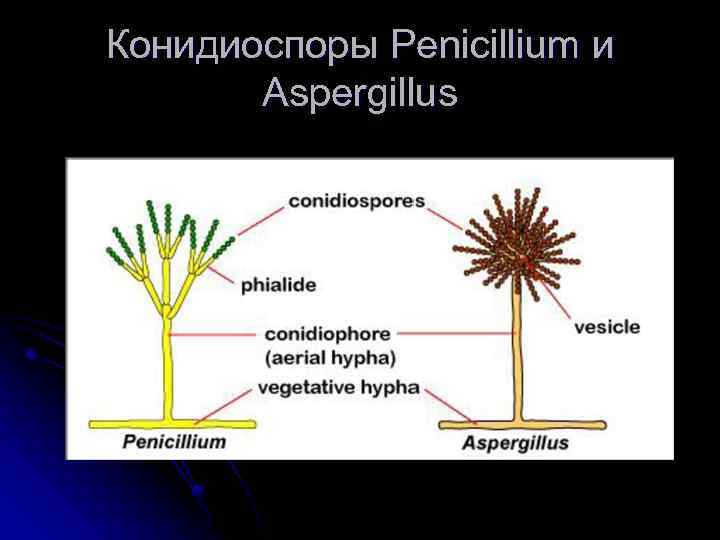 Конидиоспоры Penicillium и Aspergillus 