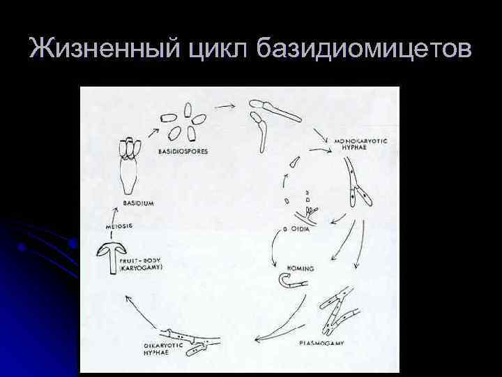 Жизненный цикл грибов схема