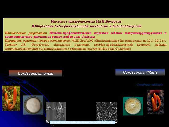 Институт микробиологии НАН Беларуси Лаборатория экспериментальной микологии и биоповреждений Наименование разработки: Лечебно-профилактическая кормовая добавка