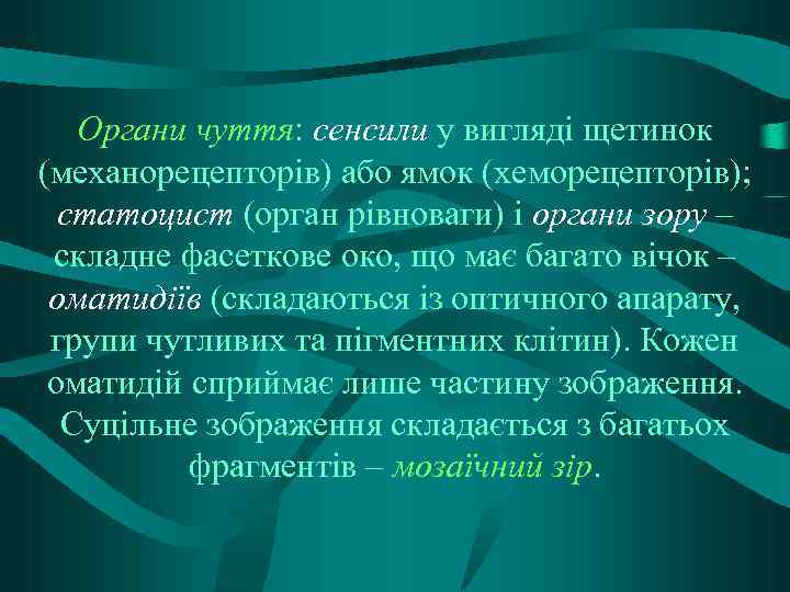 Органи чуття: сенсили у вигляді щетинок (механорецепторів) або ямок (хеморецепторів); статоцист (орган рівноваги) і