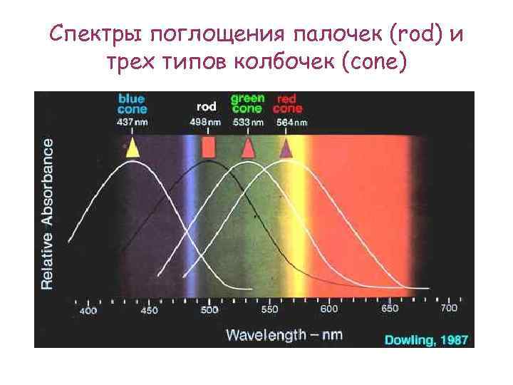 Спектры поглощения палочек (rod) и трех типов колбочек (cone) 