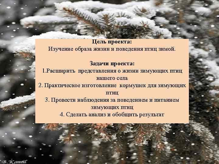Цель проекта: Изучение образа жизни и поведения птиц зимой. Задачи проекта: 1. Расширить представления