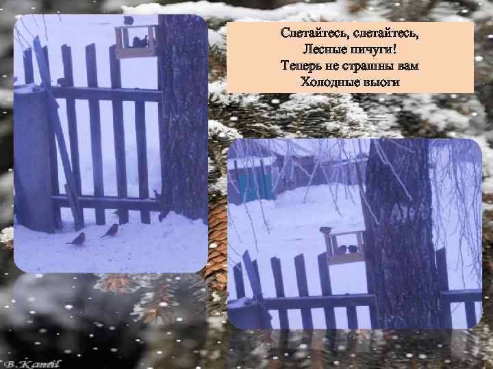 Слетайтесь, слетайтесь, Лесные пичуги! Теперь не страшны вам Холодные вьюги 