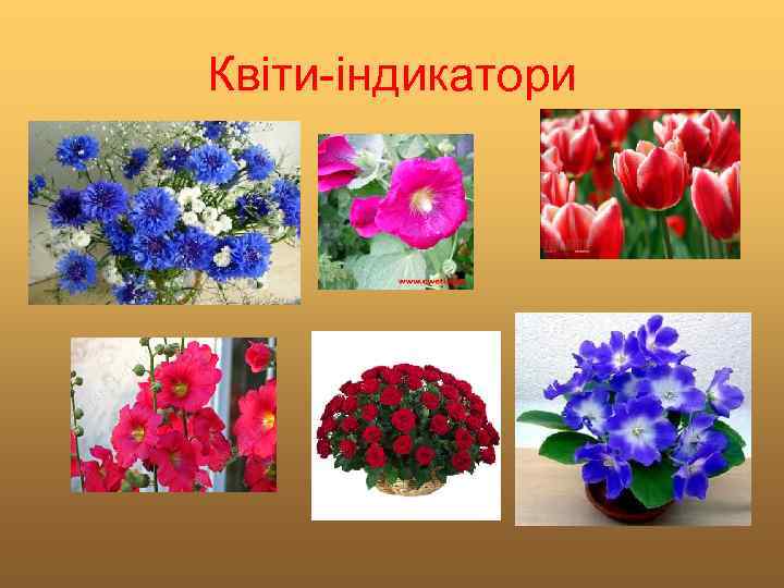 Квіти-індикатори 