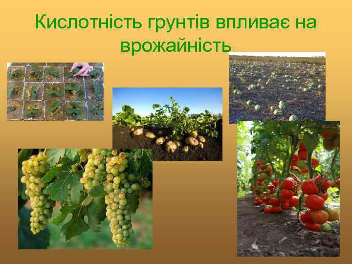 Кислотність грунтів впливає на врожайність 