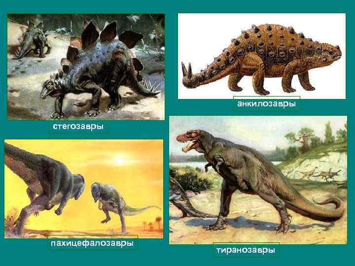 анкилозавры стегозавры пахицефалозавры тиранозавры 