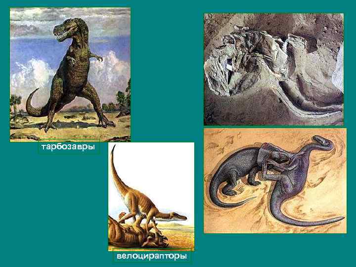 тарбозавры велоцирапторы 