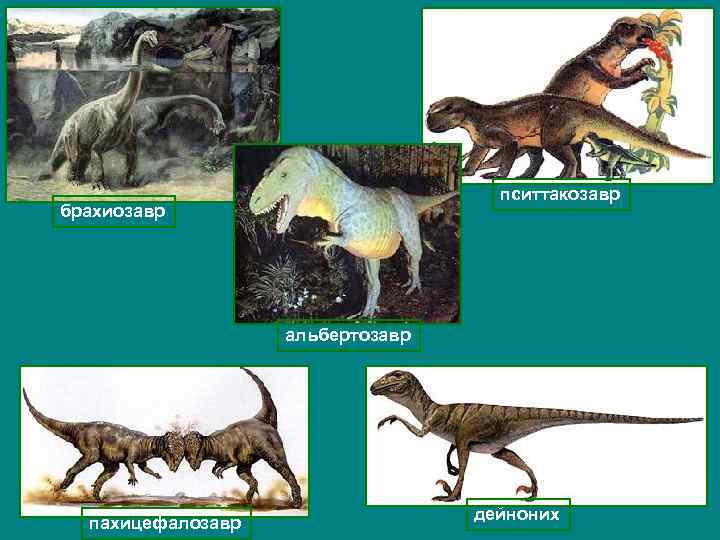 пситтакозавр брахиозавр альбертозавр пахицефалозавр дейноних 