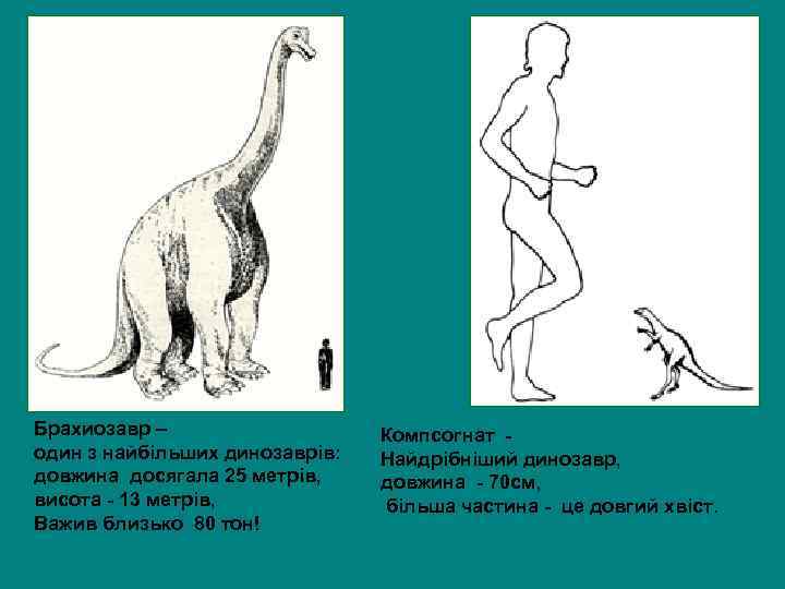 Брахиозавр – один з найбільших динозаврів: довжина досягала 25 метрів, висота - 13 метрів,