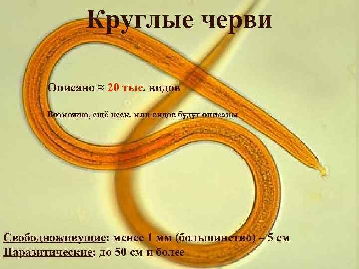 Круглые черви Описано ≈ 20 тыс. видов Возможно, ещё неск. млн видов будут описаны