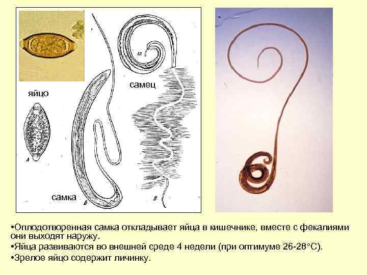 самец яйцо самка • Оплодотворенная самка откладывает яйца в кишечнике, вместе с фекалиями они
