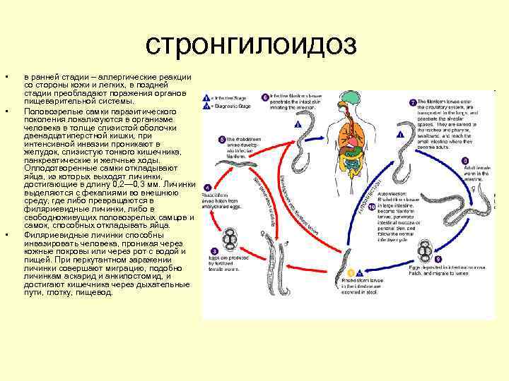 стронгилоидоз • • • в ранней стадии – аллергические реакции со стороны кожи и
