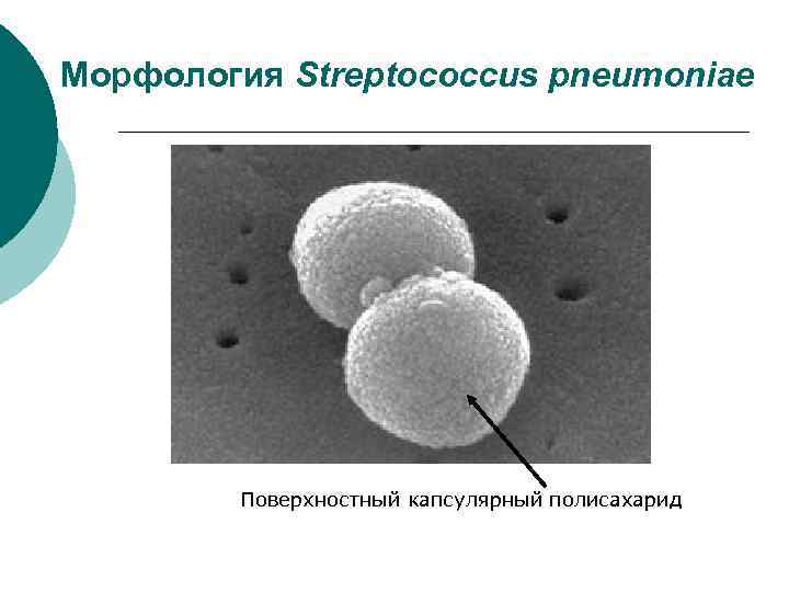 Морфология Streptococcus pneumoniae Поверхностный капсулярный полисахарид 