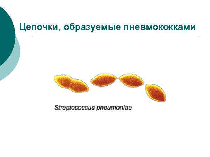 Цепочки, образуемые пневмококками 