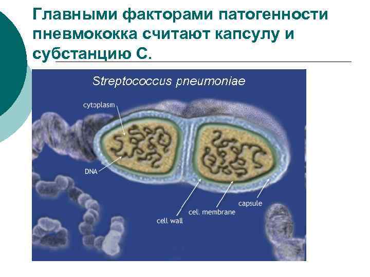 Главными факторами патогенности пневмококка считают капсулу и субстанцию С. 