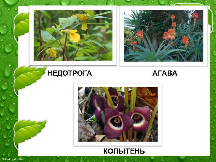 НЕДОТРОГА АГАВА КОПЫТЕНЬ © Fokina. Lidia 