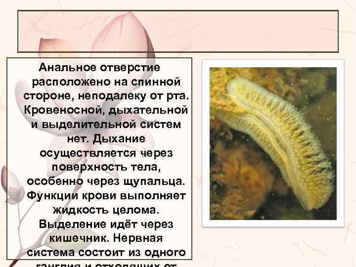 Анальное отверстие расположено на спинной стороне, неподалеку от рта. Кровеносной, дыхательной и выделительной систем