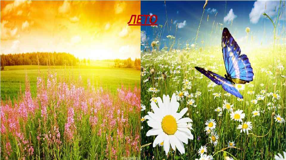 ЛЕТО 