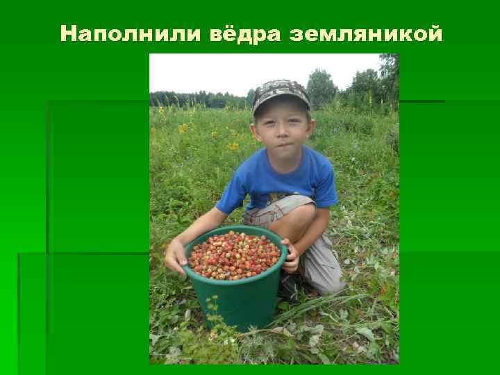 Наполнили вёдра земляникой 