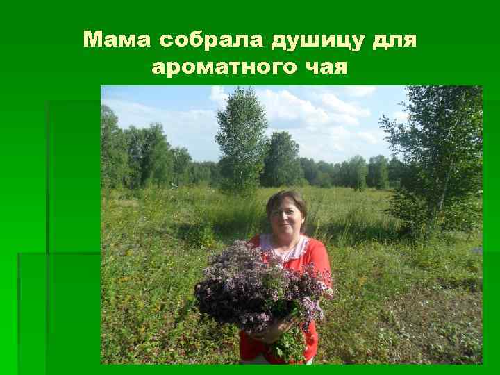 Мама собрала душицу для ароматного чая 