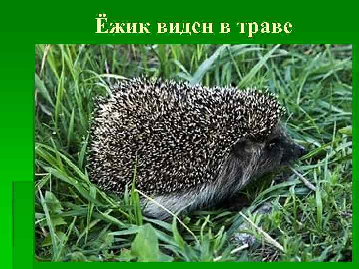 Ёжик виден в траве 