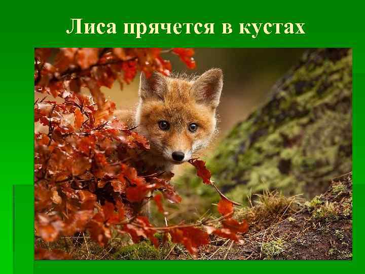 Лиса прячется в кустах 