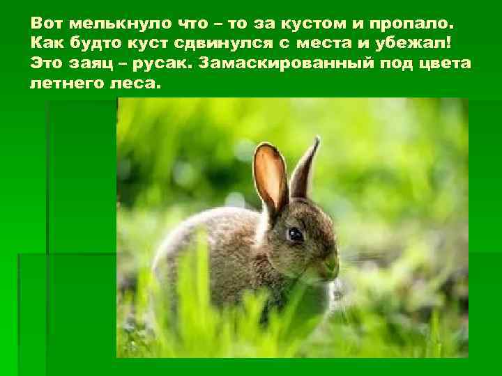 Вот мелькнуло что – то за кустом и пропало. Как будто куст сдвинулся с