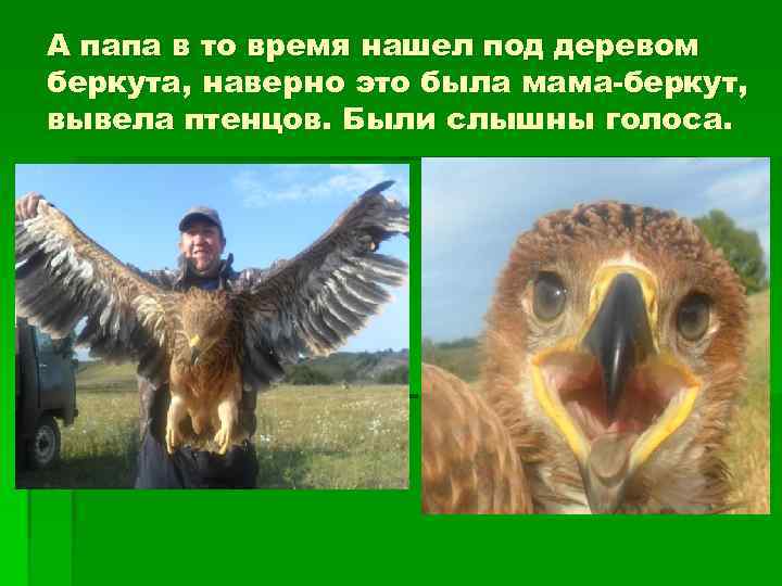 А папа в то время нашел под деревом беркута, наверно это была мама-беркут, вывела