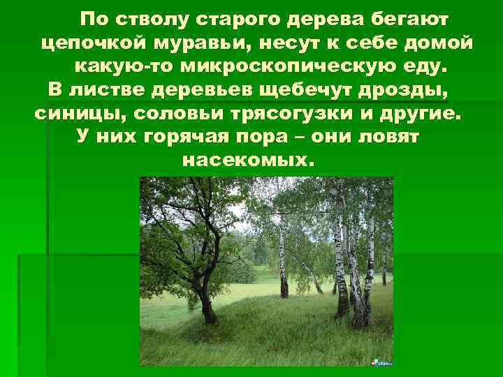 По стволу старого дерева бегают цепочкой муравьи, несут к себе домой какую-то микроскопическую еду.