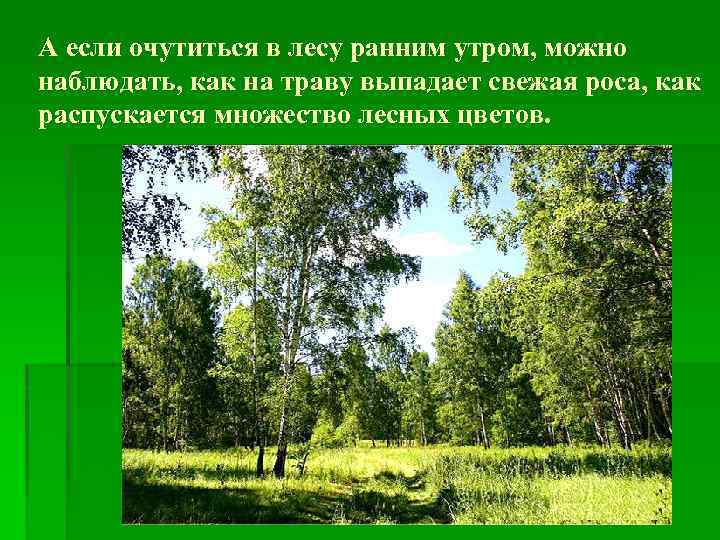 А если очутиться в лесу ранним утром, можно наблюдать, как на траву выпадает свежая