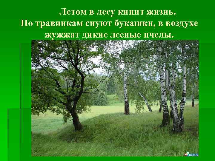 Летом в лесу кипит жизнь. По травинкам снуют букашки, в воздухе жужжат дикие лесные