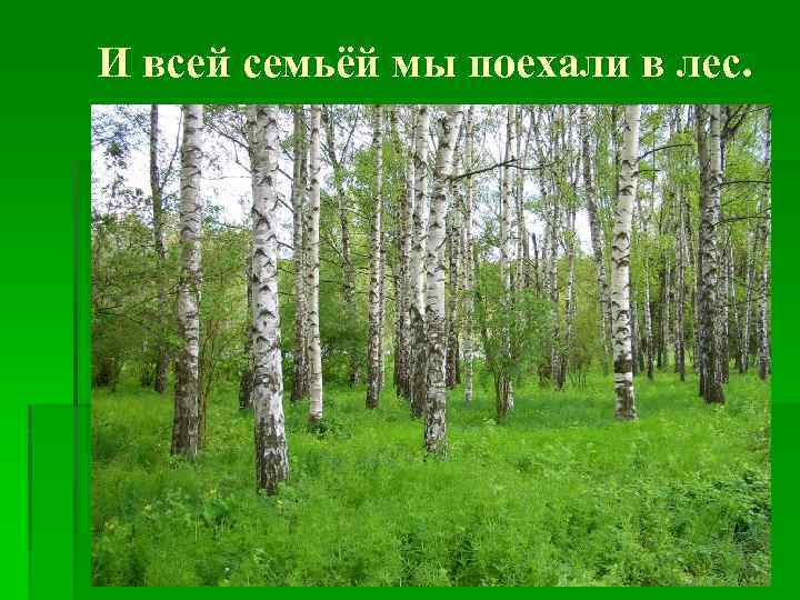 И всей семьёй мы поехали в лес. 