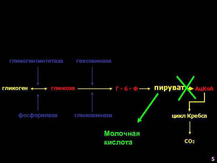 гликогенсинтетаза гликоген гексокиназа глюкоза фосфорилаза Г-6 -Ф глюкокиназа Молочная кислота пируват Ац. Ко. А