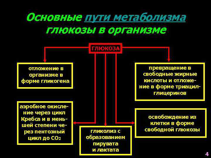 Основные пути метаболизма глюкозы в организме ГЛЮКОЗА превращение в свободные жирные кислоты и отложение