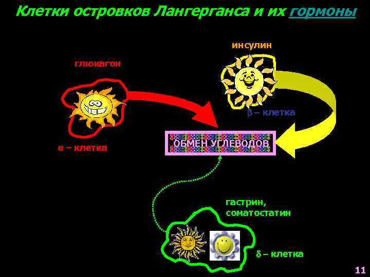 Клетки островков Лангерганса и их гормоны инсулин глюкагон - клетка ОБМЕН УГЛЕВОДОВ гастрин, соматостатин