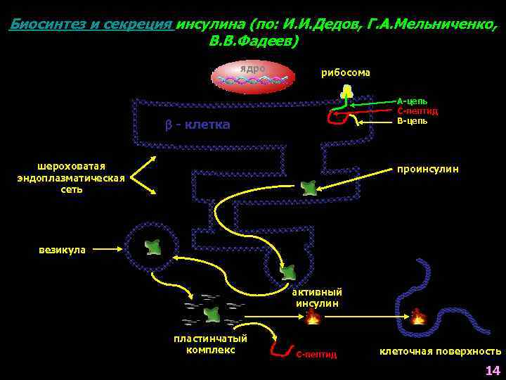 Биосинтез и секреция инсулина (по: И. И. Дедов, Г. А. Мельниченко, В. В. Фадеев)