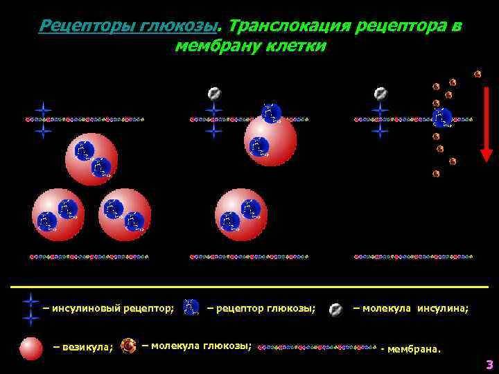 Рецепторы глюкозы. Транслокация рецептора в мембрану клетки – инсулиновый рецептор; – везикула; – рецептор