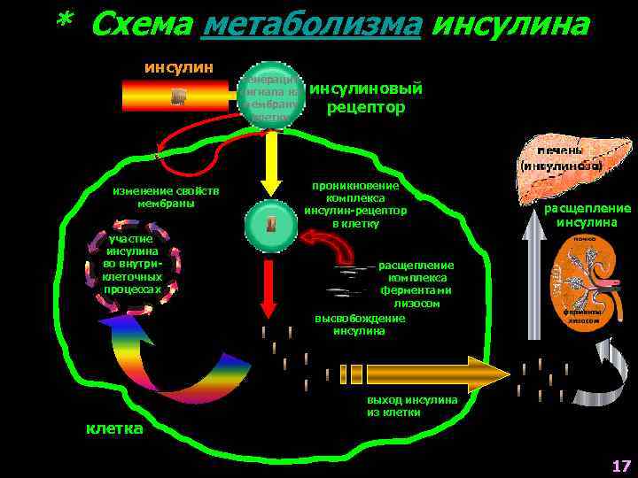 * Схема метаболизма инсулин изменение свойств мембраны участие инсулина во внутриклеточных процессах клетка генерация