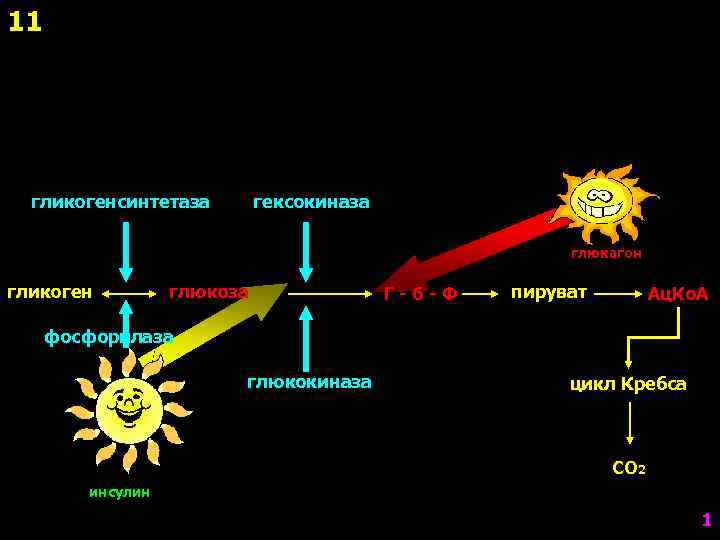11 гликогенсинтетаза гексокиназа глюкагон гликоген глюкоза Г-6 -Ф пируват Ац. Ко. А фосфорилаза глюкокиназа