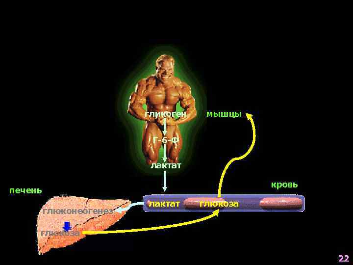 гликоген мышцы Г-6 -Ф лактат кровь печень глюконеогенез лактат глюкоза 22 