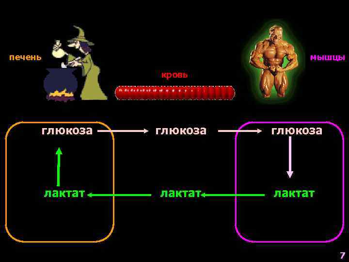 печень мышцы кровь глюкоза лактат 7 