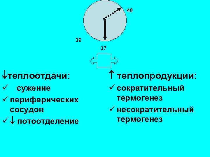40 36 37 теплоотдачи: теплопродукции: ü сужение ü периферических сосудов ü потоотделение ü сократительный